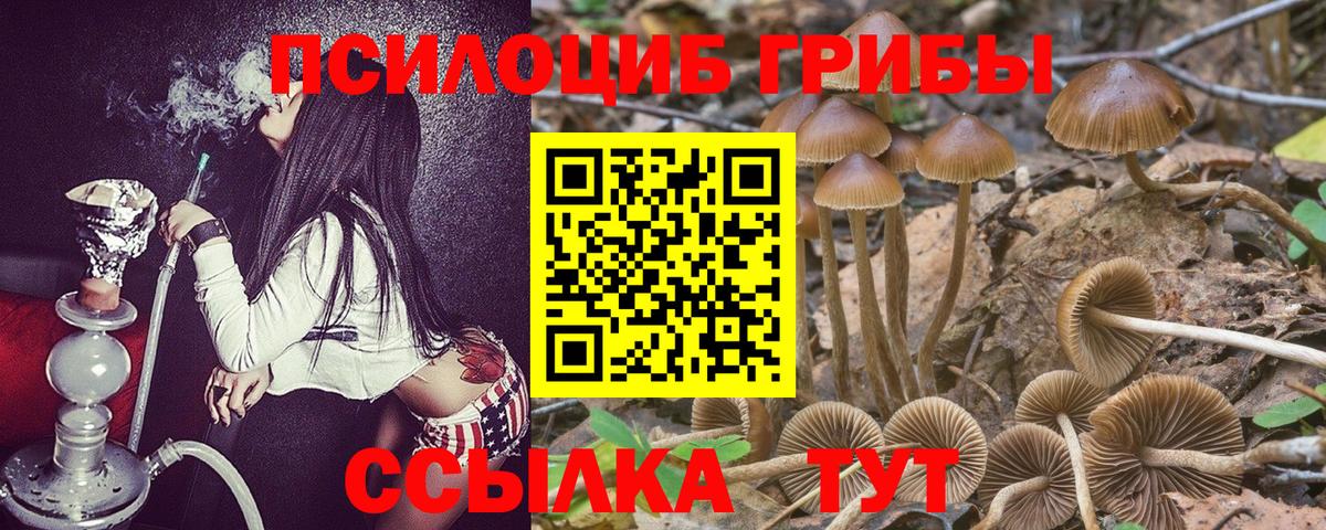 Псилоцибиновые грибы Cubensis  закладка  Вход с VPN  Кировск  Псилоцибиновые грибы прущие грибы 